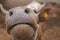 Funny nose and teeth of a curious cow`s face