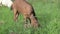 funny Nubian goat grazing at pasture at evening . summer. rural life.