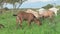 funny Nubian goats family grazing at pasture at evening . summer. rural life