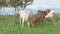 funny Nubian goats family grazing at pasture at evening . summer. rural life