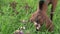 Funny Nubian young goat grazing at pasture at evening . summer. rural life. close up