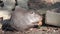 Funny nutria eats piece of fresh carrot near wooden feeder in captivity of the zoo, side view. Semi-aquatic rodent eats