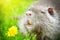Funny nutria sniffing dandelions