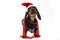 Funny obedient dachshund puppy in warm knitted Christmas jacket, Santa hat and with shiny garland around neck poses for