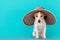 Funny obedient small Jack Russell Terrier dog in big hat with brim