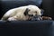 Funny old pug dog with glasses sleeping rest on modern black sofa in the living room. Tired and bored face in the lazy time.