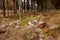 Funny Old shoes  plastic and metal household garbage on edge of forest. Long decaying waste in nature