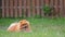 funny orange pomeranian spitz puppy with a stick in his teeth on the green grass.