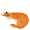 Funny orange shrimp