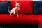 A funny oriental cat with a raised paw sits on a red sofa near the chest.