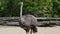 Funny ostrich with big eyes and long neck stand in zoo on a sunny day at summer in slow motion