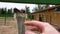 Funny ostrich eats a man\'s hand