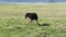 A funny ostrich nibbles grass in the green field of the Ngorongoro National Park. Safari in Africa.