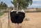 Funny ostrich at ostrich farm. Israel