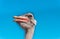 Funny ostrich. Poultry farm