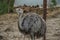 Funny ostrich standing in neutral surroundings