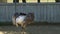 Funny ostrich walk outdoors on the farm at the zoo on a sunny day