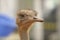 Funny ostriches on an ostrich farm, restrict focus