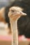 Funny ostriches on an ostrich farm, restrict focus