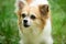 Funny and outgoing little pup. Pomeranian spitz dog walk on nature. Dog pet outdoor. Cute small dog play on green grass