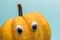 Funny overripe pumpkin with eyes on the blue background