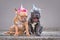 Funny pair of French Buldog dogs wearing unicorn headbands with flowers. Red fawn dog with grumpy face and laughing blue puppy wit