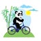 Funny panda bear on bike.