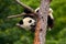 Funny Panda Bear. Comical young Panda Bear on the tree. Lying cute young Giant Panda feeding feeding bark of tree. Sichuan Giant