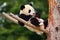 Funny Panda Bear. Comical young Panda Bear on the tree. Lying cute young Giant Panda feeding feeding bark of tree. Sichuan Giant