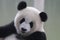 Funny Panda Cub in Chongqing
