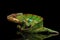 Funny Panther Chameleon, reptile holds on his tail, Isolated Black