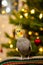 Funny parrot.Cute cockatiel parrot.Home pet.Beautiful photo of a bird.Christmas