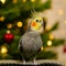 Funny parrot.Cute cockatiel parrot.Home pet.Beautiful photo of a bird.Christmas
