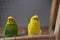 funny parrot.pet parrot.cute budgerigar.ornithology.love and care for animals.cage birds.funny birds.little bird.smart