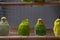 funny parrot.pet parrot.cute budgerigar.ornithology.love and care for animals.cage birds.funny birds.little bird.smart