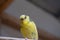 funny parrot.pet parrot.cute budgerigar.ornithology.love and care for animals.cage birds.funny birds.little bird.smart