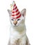 Funny party animal concept of a cat wearing a birthday hat, isolated on a white background