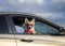 Funny passenger puppy dog red Corgi in the sunscreen glasses quite sticks out his face and paws from the car window during a