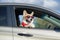 Funny passenger red corgi puppy dog in sunglasses pretty stuck his muzzle out of the car window during the out of town etney trip