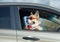 Funny passenger red corgi puppy dog in sunglasses pretty stuck his muzzle out of the car window during the out of town etney trip