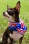 Funny Patriotic Dog.