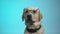 Funny pedigreed dog in eyeglasses posing on camera, smart housepet, advertising