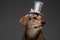 Funny pedigreed dog with top hat against gray background
