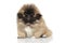 Funny Pekingese puppy