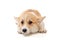 Funny Pembroke Corgi puppy looks lying down