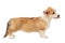 Funny Pembroke Corgi puppy, side view