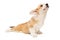 Funny Pembroke Corgi puppy stretches