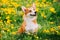 Funny Pembroke Welsh Corgi Dog Puppy Playing In Green Summer Meadow Grass With Yellow Blooming Dandelion Flowers. Welsh