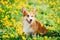 Funny Pembroke Welsh Corgi Dog Puppy Playing In Green Summer Meadow Grass With Yellow Blooming Dandelion Flowers. Welsh