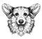 Funny Pembroke Welsh corgi dog. Vintage retro hipster style sketch of funny Pembroke Welsh corgi dog.
